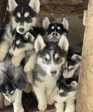 1-3 months Male Purebred Siberian Husky