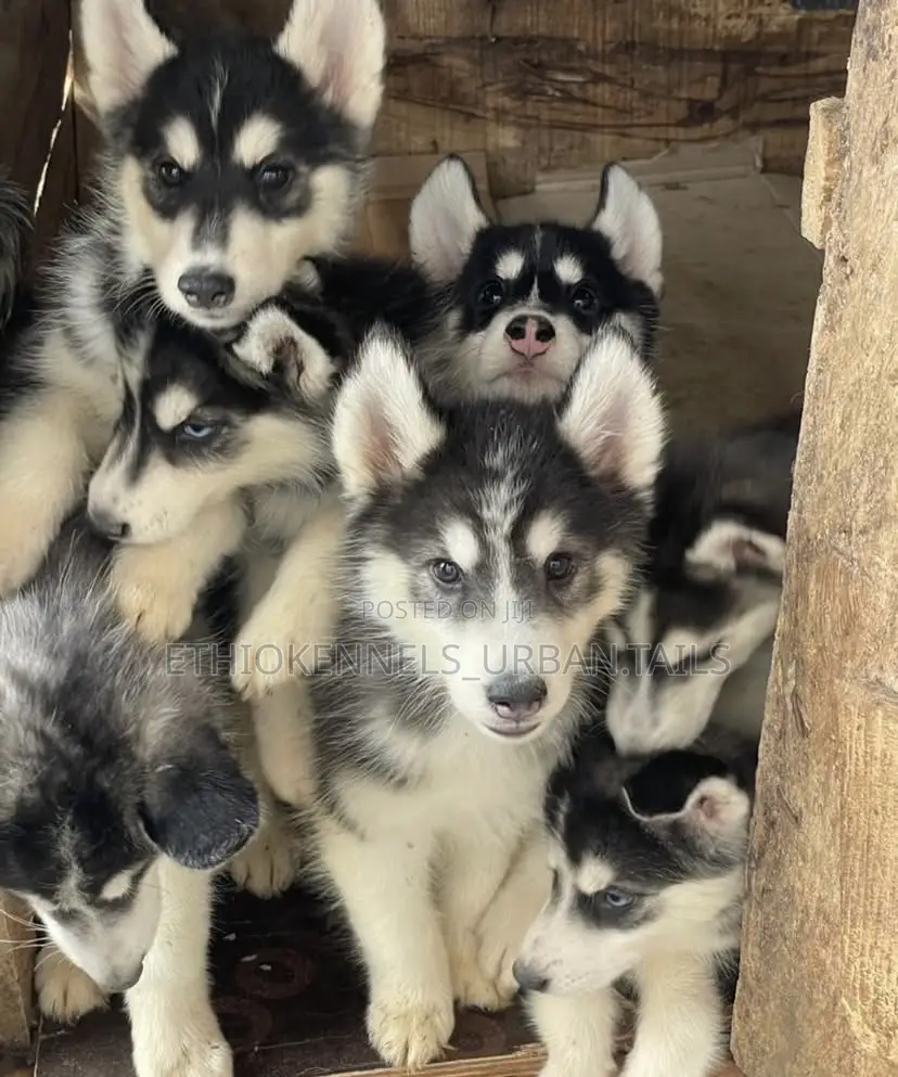 1-3 months Male Purebred Siberian Husky