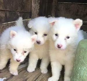 Photo - 1-3 months Male Mixed Breed Maltese