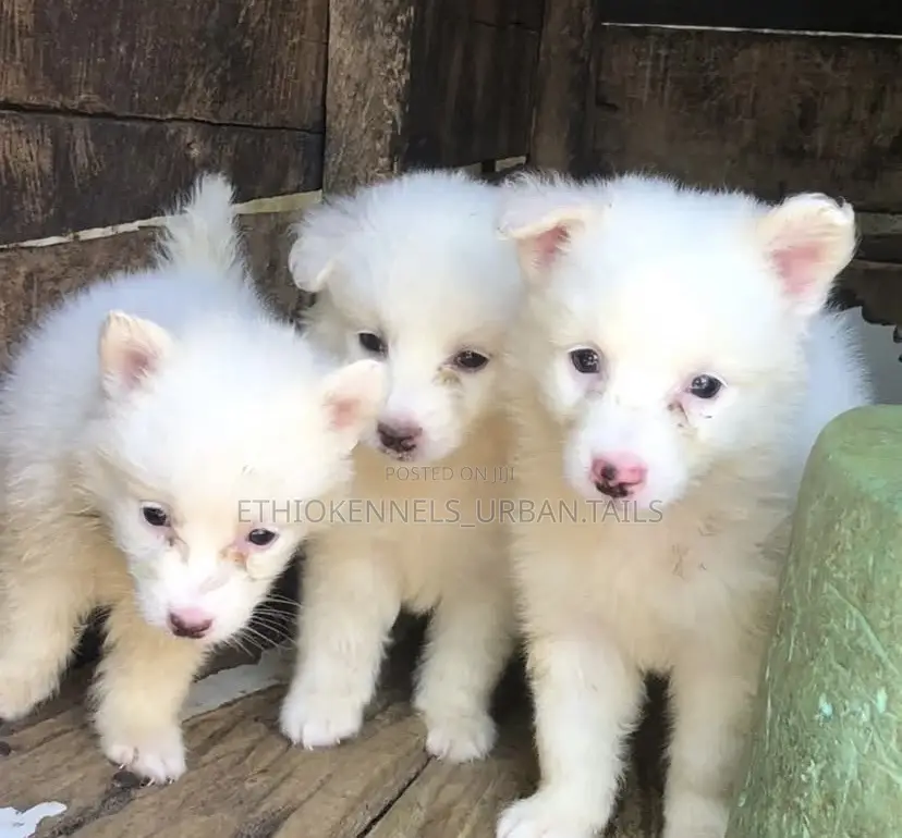 1-3 months Male Mixed Breed Maltese
