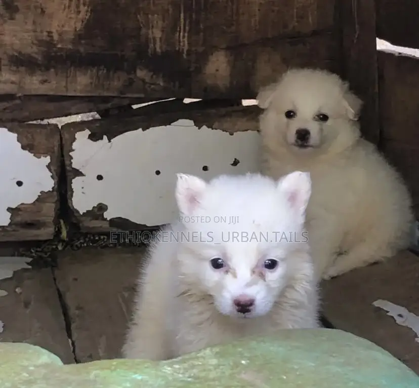 1-3 months Male Mixed Breed Maltese