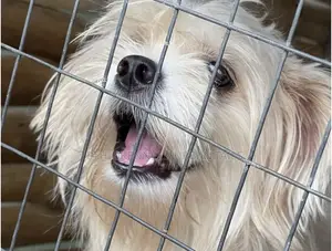 Photo - 1-3 months Female Purebred Maltese