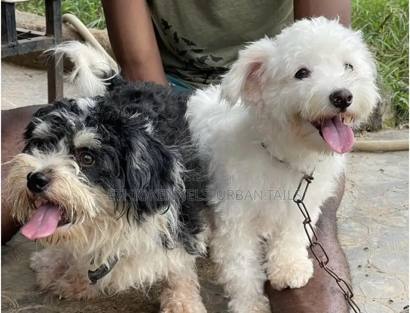 1-3 months Female Purebred Maltese