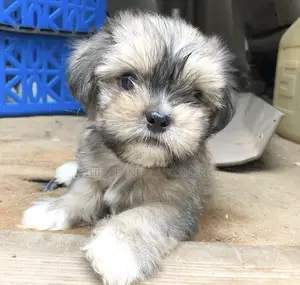 1-3 months Male Purebred Shih Tzu