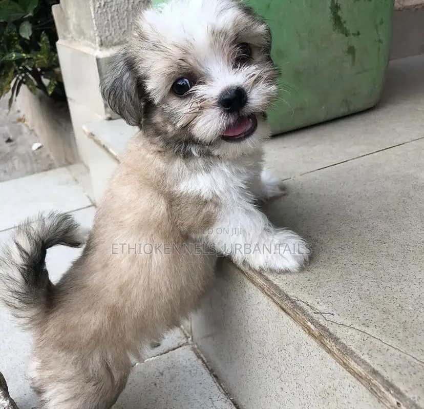 1-3 months Male Purebred Shih Tzu