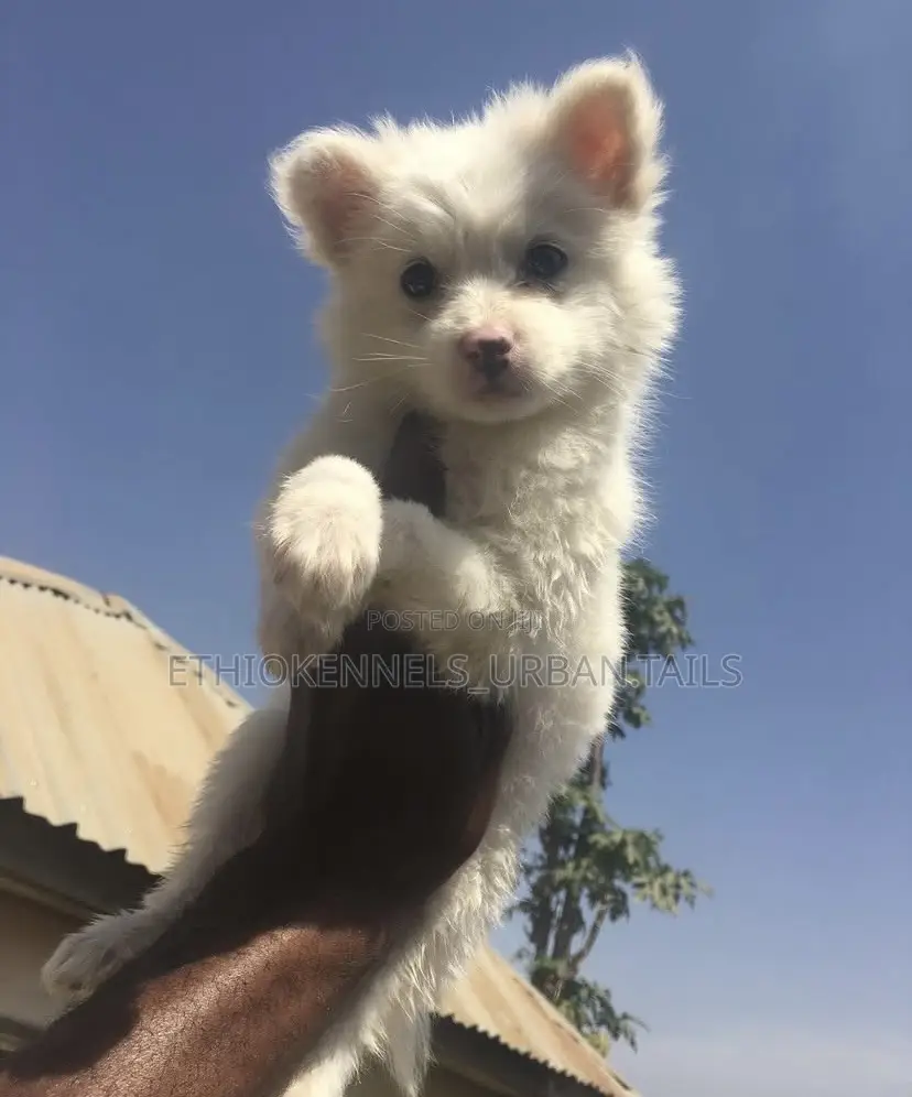 1-3 months Male Mixed Breed Maltese