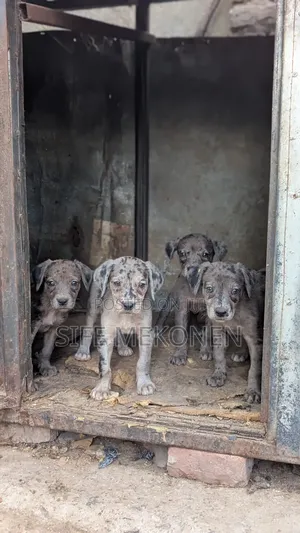 Photo - 1-3 months Male Purebred Great Dane
