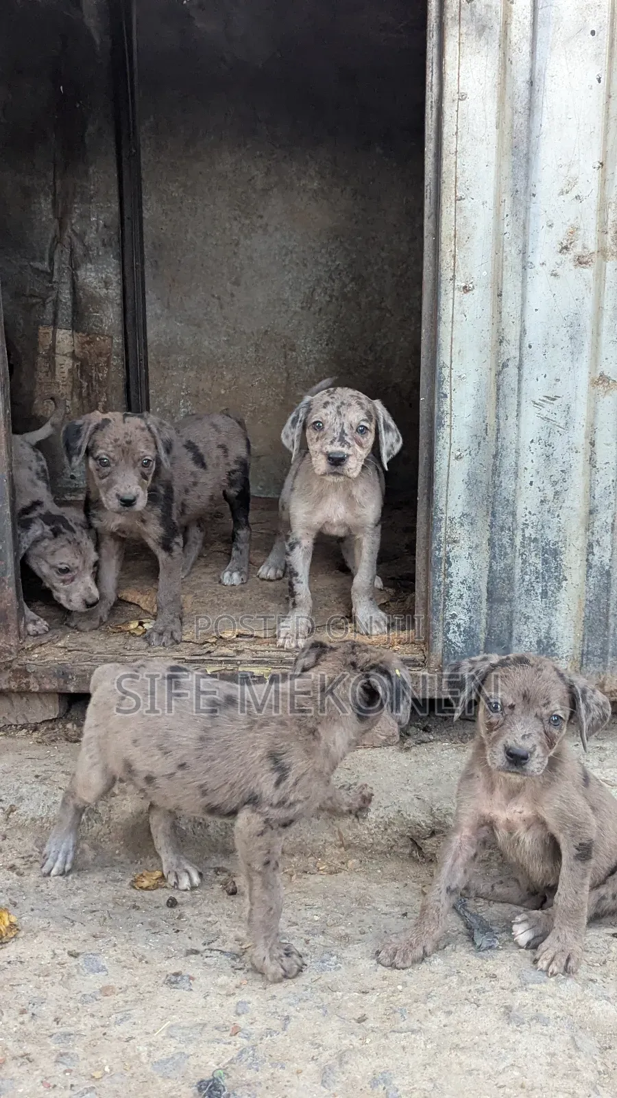 1-3 months Male Purebred Great Dane