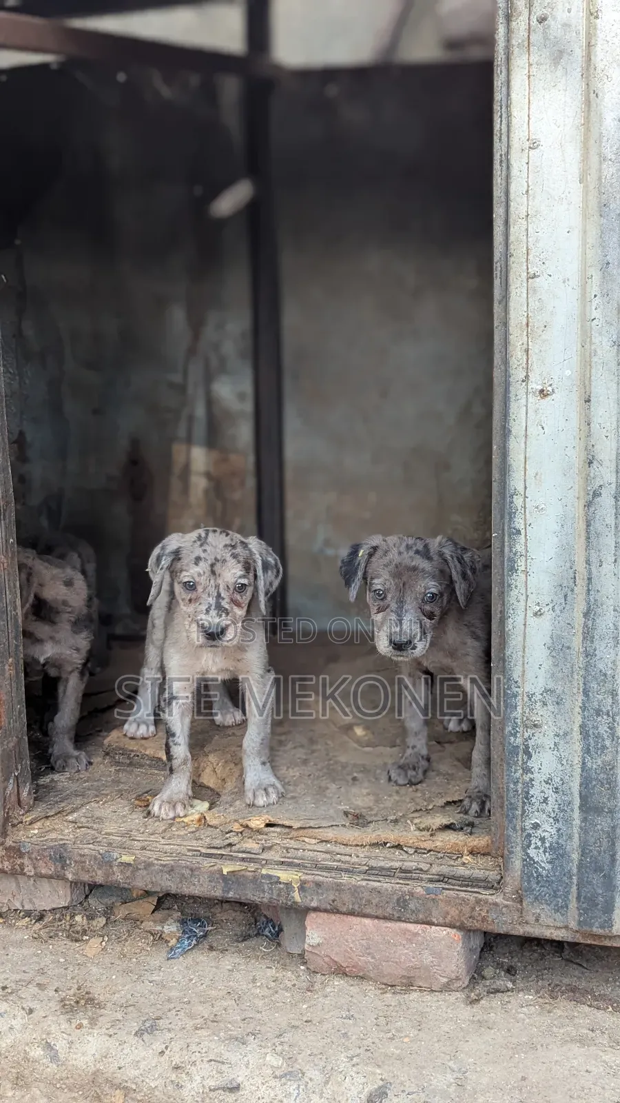 1-3 months Male Purebred Great Dane
