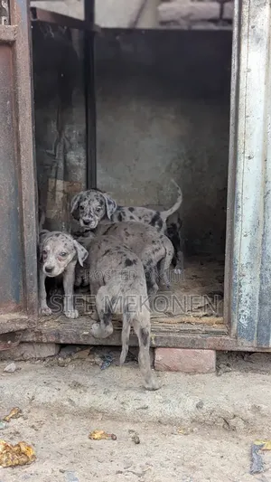 1-3 months Male Purebred Great Dane