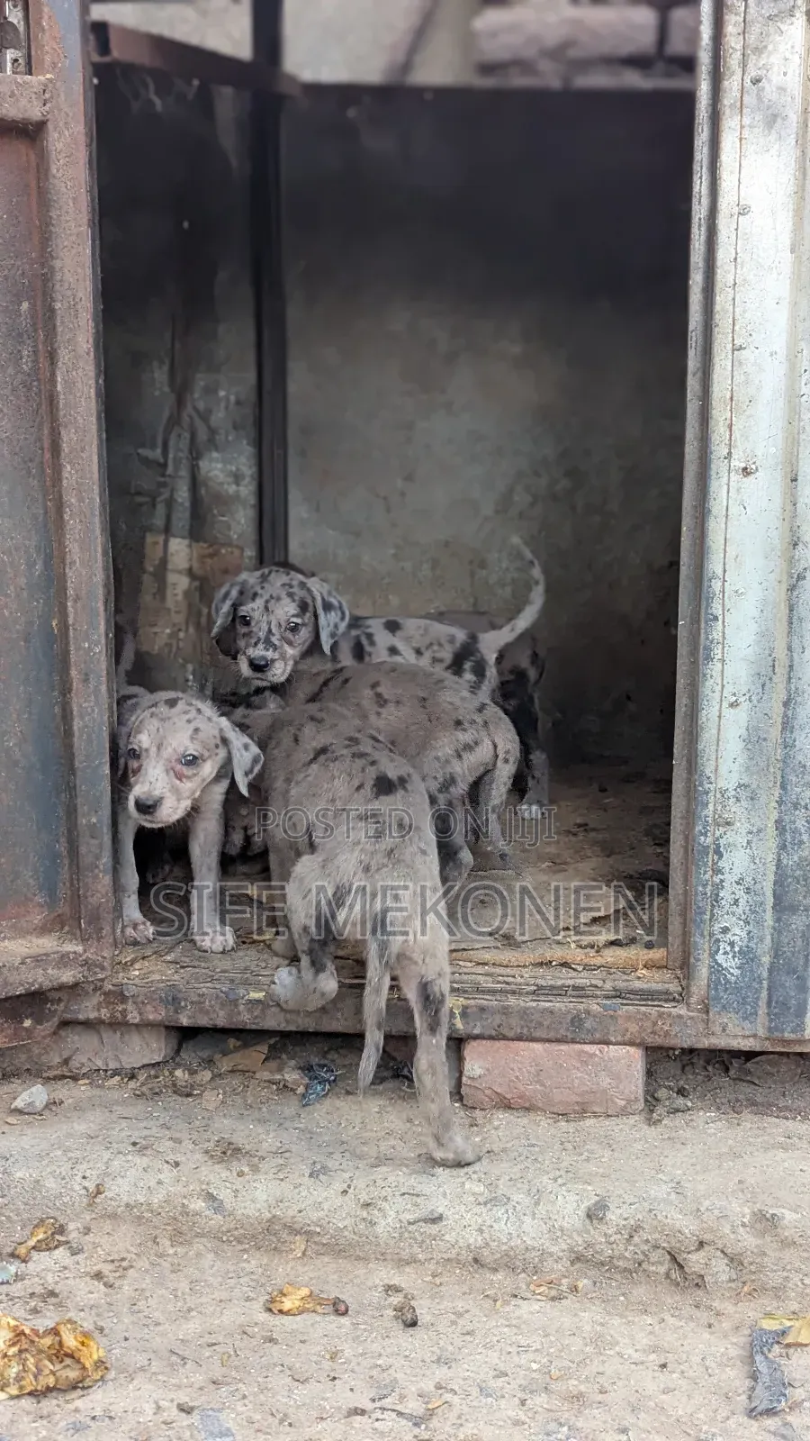1-3 months Male Purebred Great Dane
