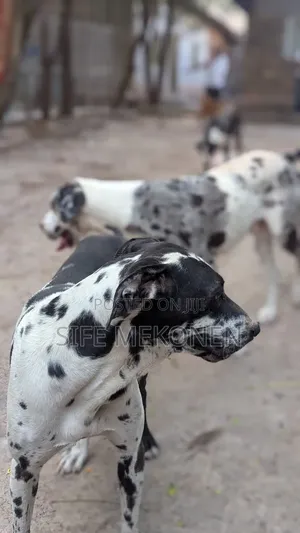 1-3 months Male Purebred Great Dane