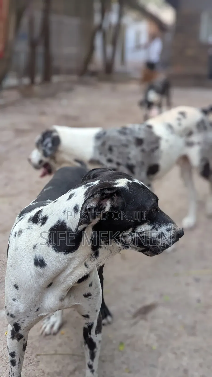 1-3 months Male Purebred Great Dane