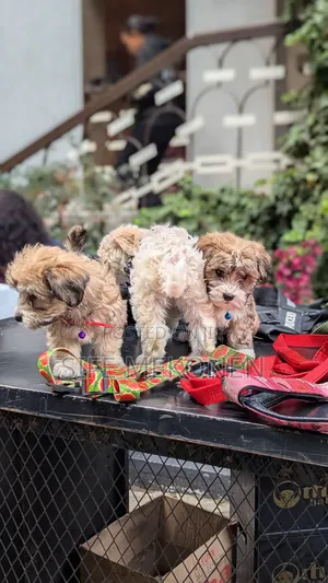 1-3 months Male Purebred Maltese