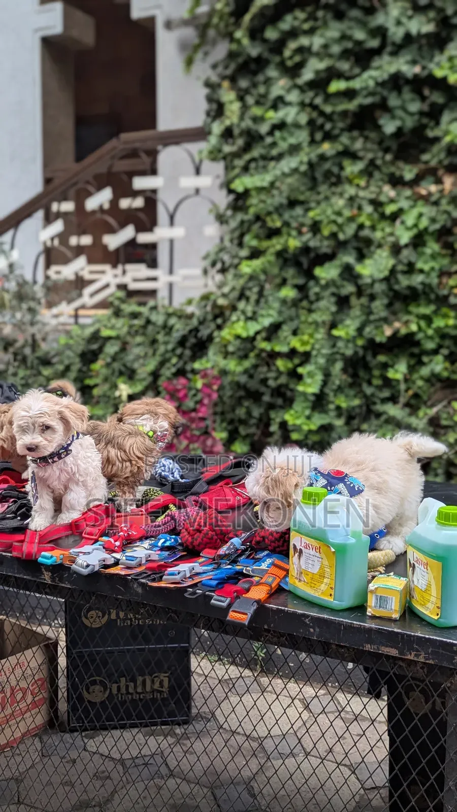 1-3 months Male Purebred Maltese