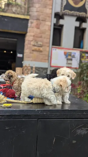 Photo - 1-3 months Male Purebred Maltese