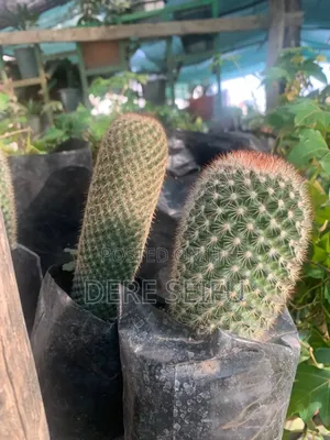 Photo - Cactus  Plant