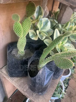 Photo - Cactus  Plant