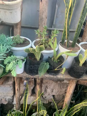 Photo - Cactus  Plant