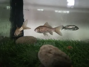 Photo - Aquarium Fish