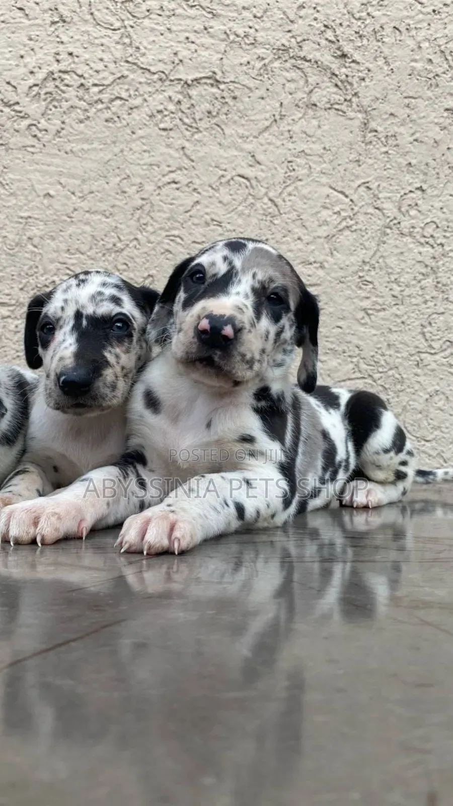1-3 months Male Purebred Great Dane
