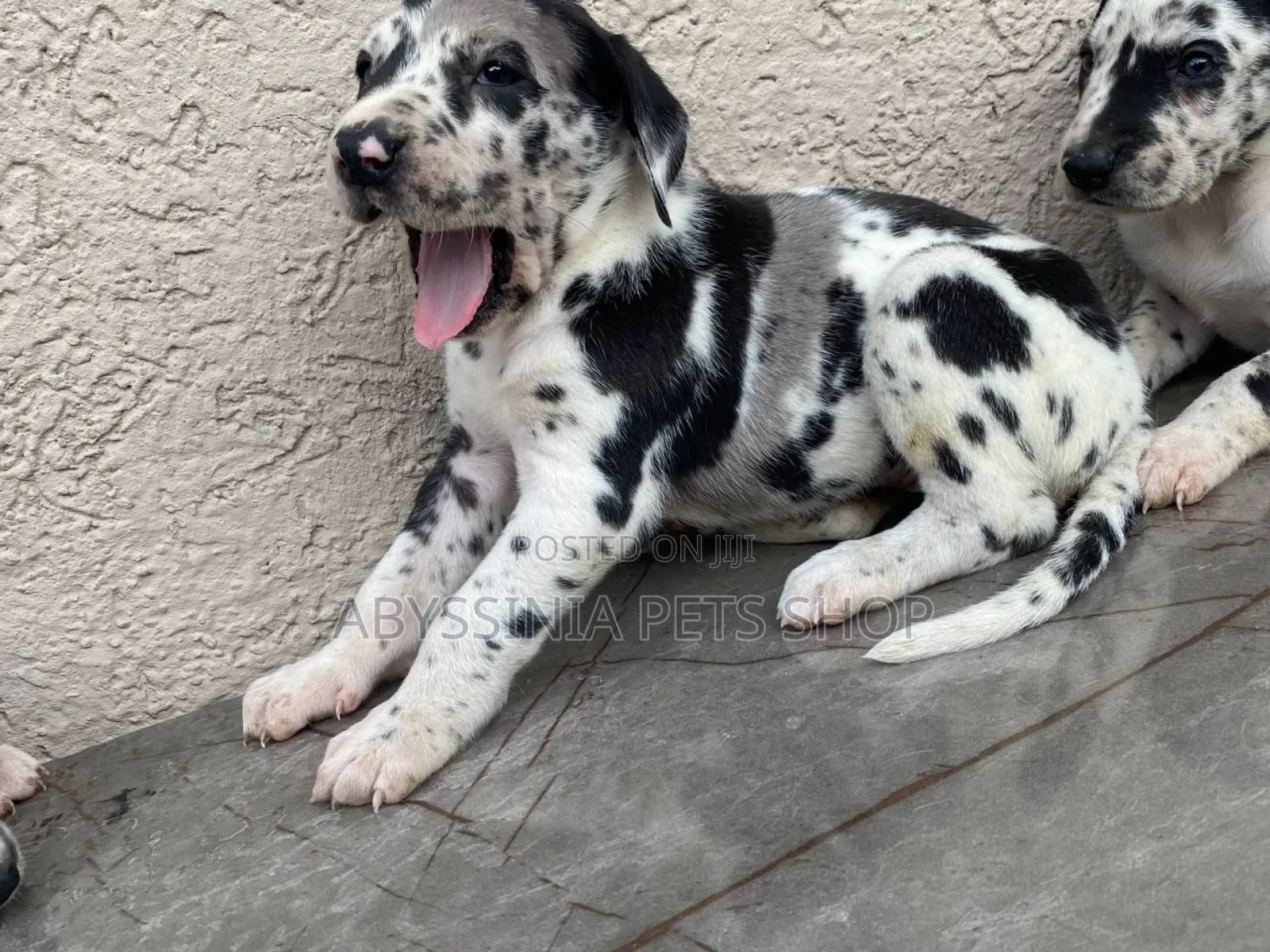 1-3 months Male Purebred Great Dane