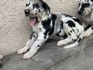 Photo - 1-3 months Male Purebred Great Dane