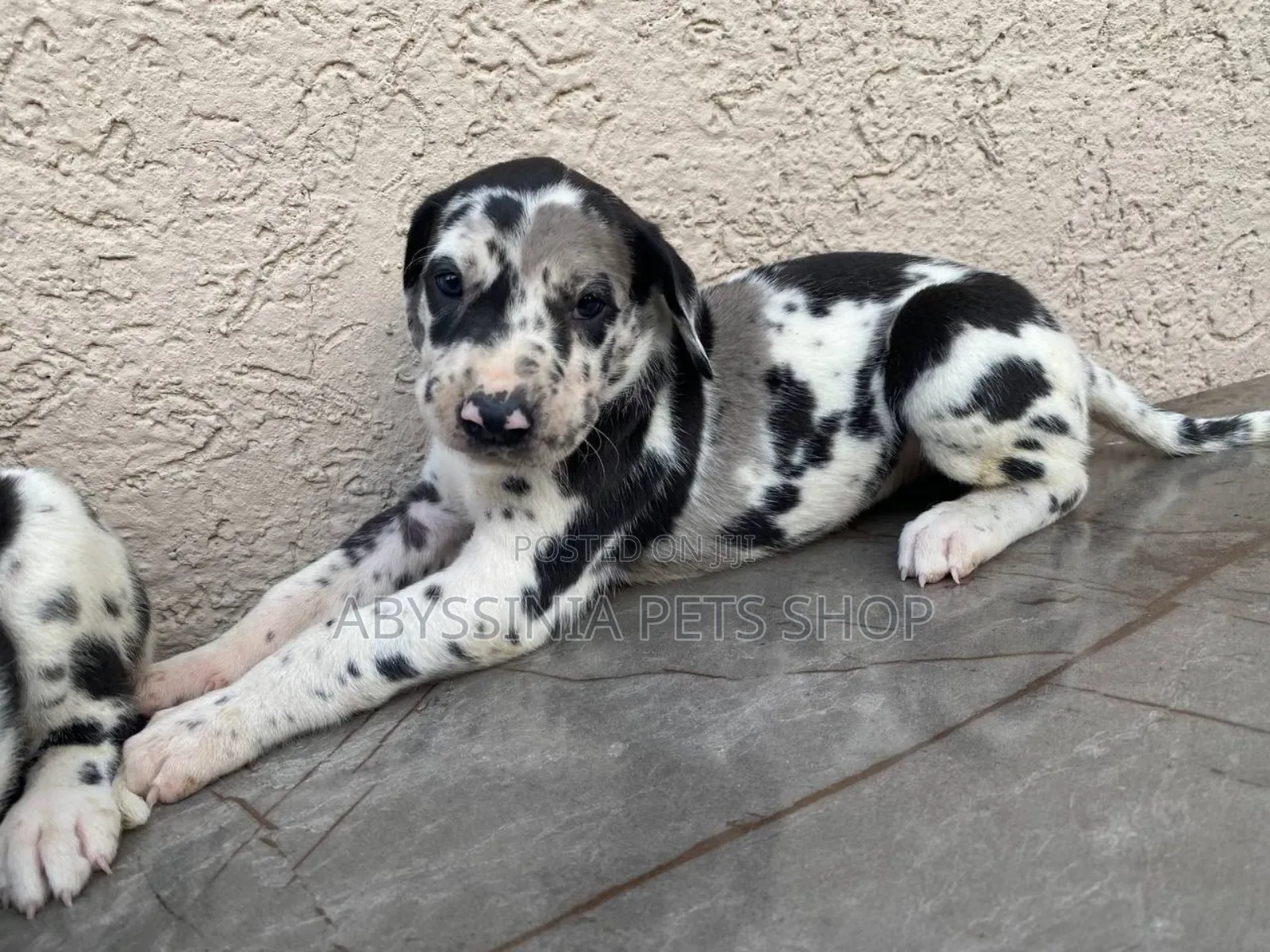 1-3 months Male Purebred Great Dane