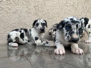 1-3 months Male Purebred Great Dane
