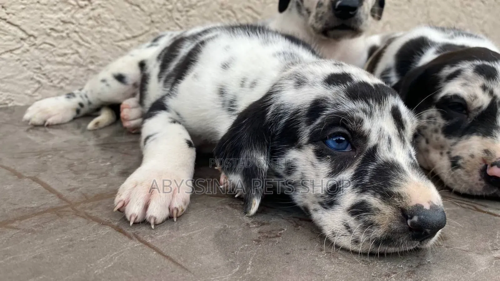 1-3 months Male Purebred Great Dane