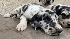 1-3 months Male Purebred Great Dane