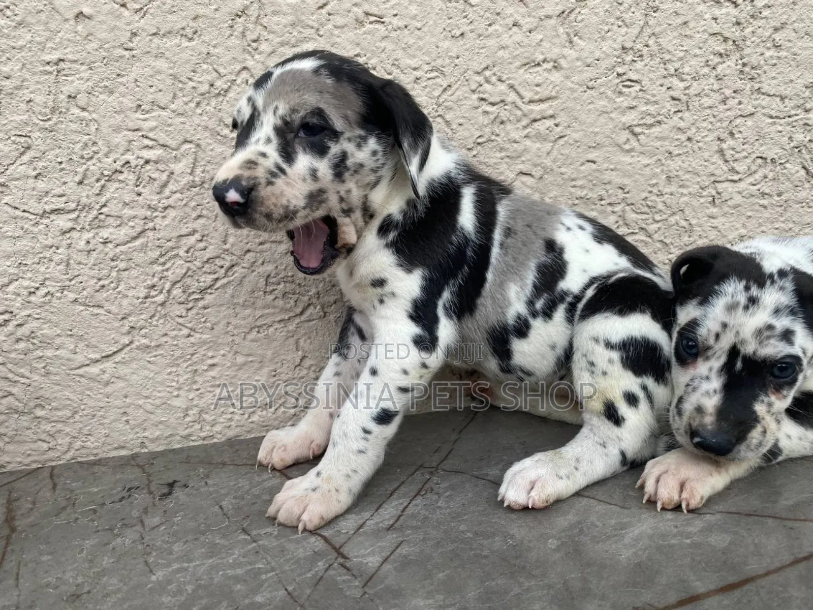 1-3 months Male Purebred Great Dane