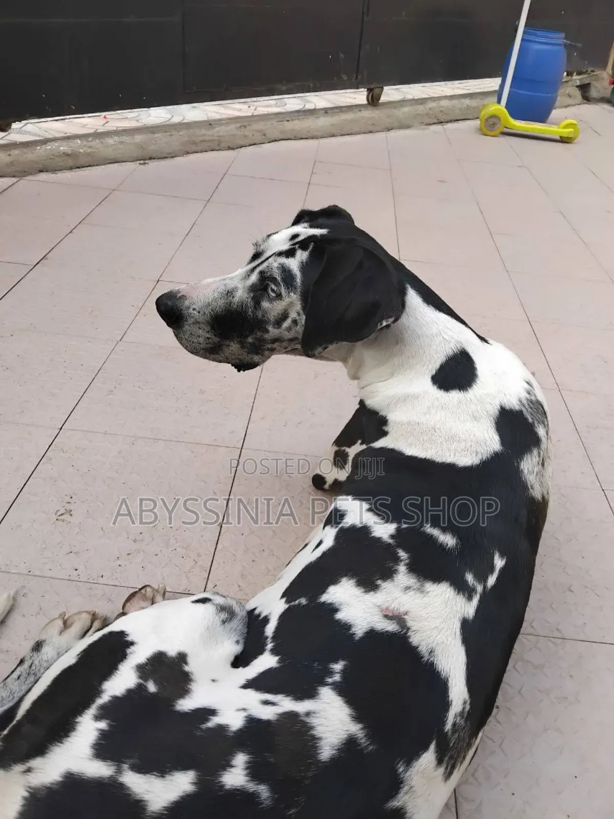 1-3 months Male Purebred Great Dane