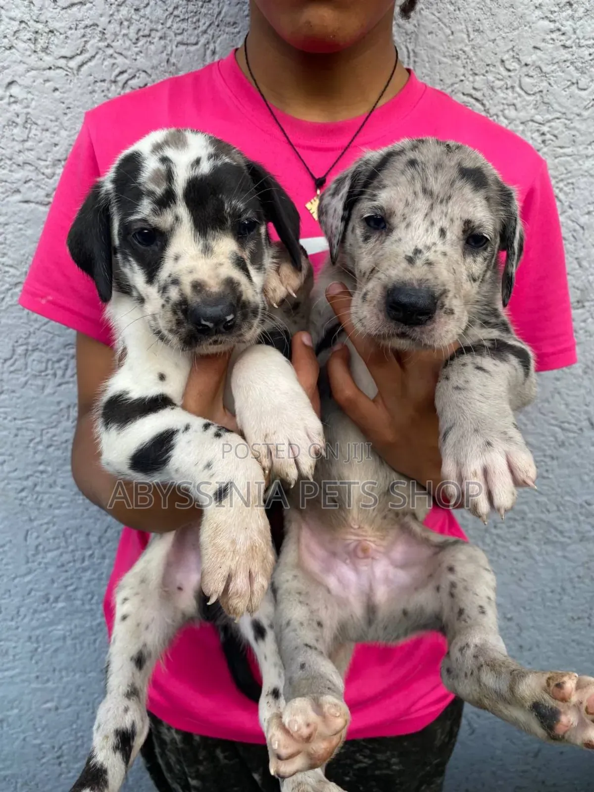 1-3 months Male Purebred Great Dane