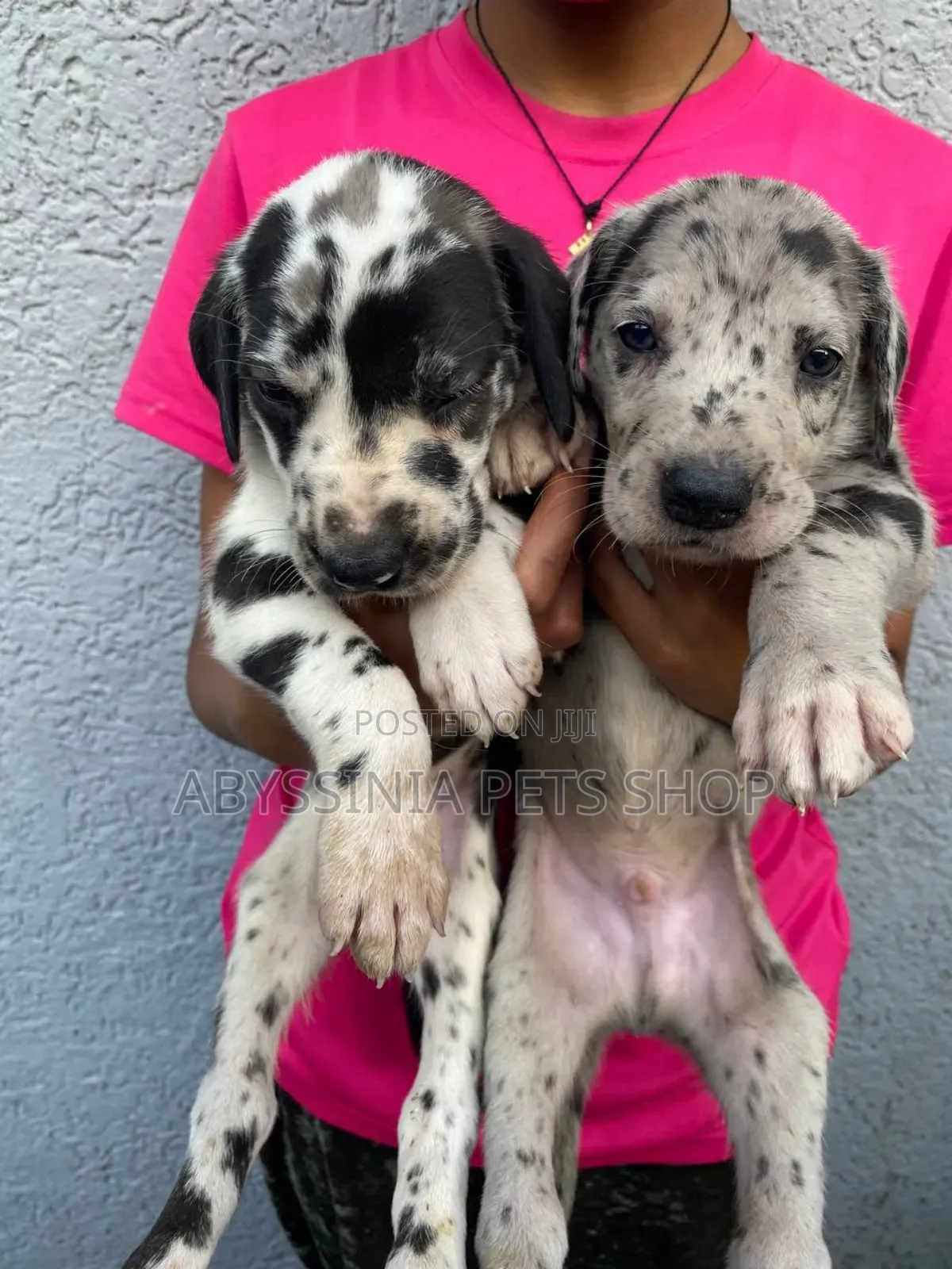 1-3 months Male Purebred Great Dane