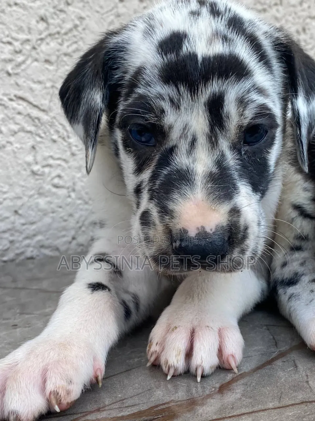 1-3 months Male Purebred Great Dane