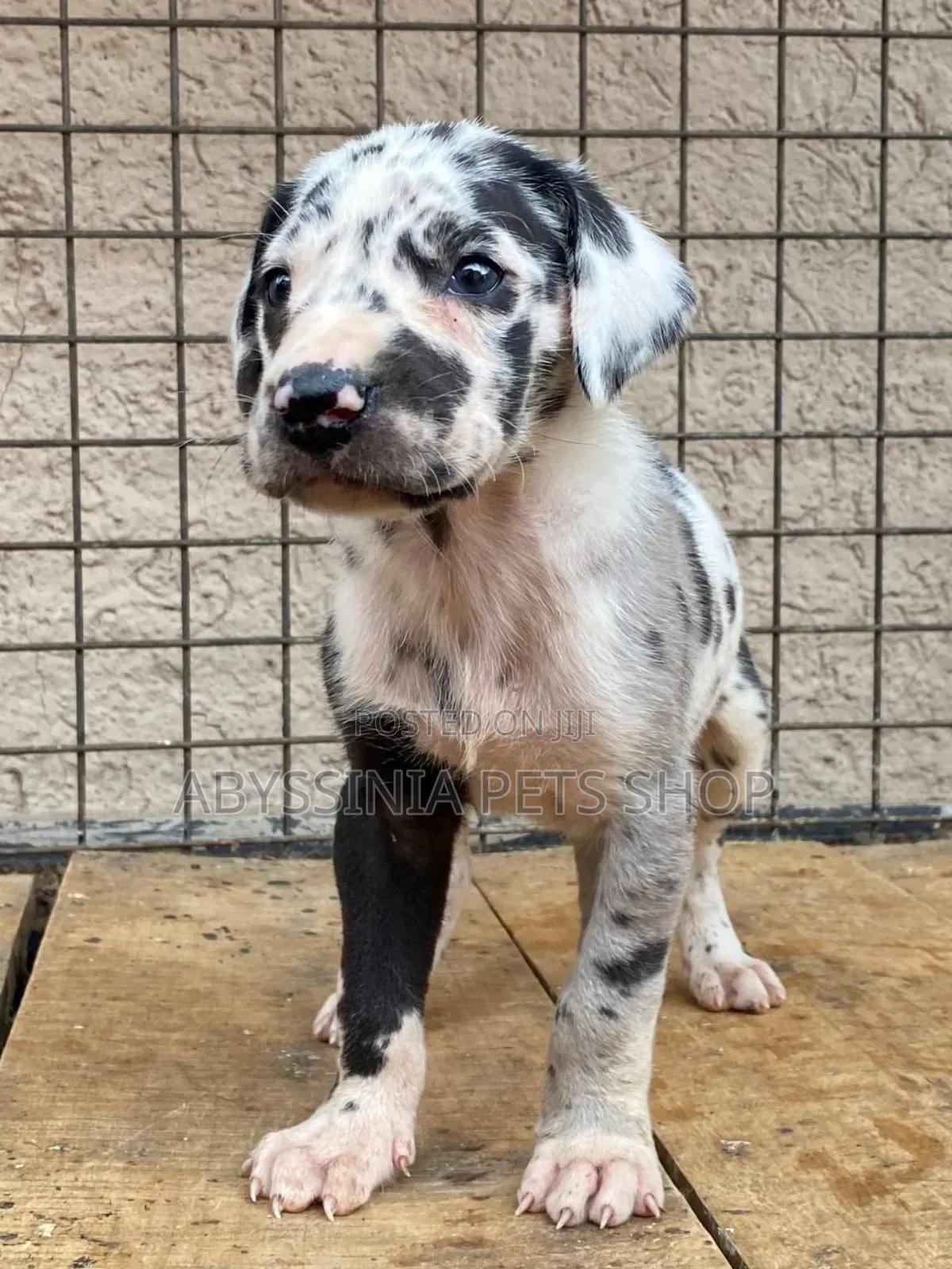 1-3 months Male Purebred Great Dane