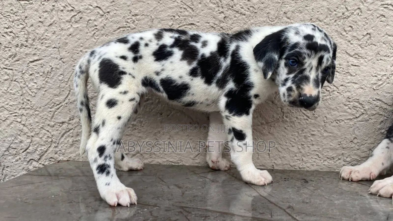 1-3 months Male Purebred Great Dane