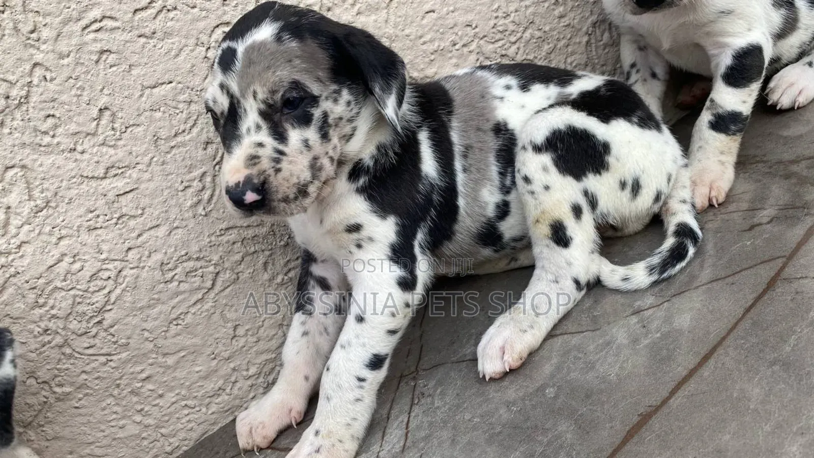 1-3 months Male Purebred Great Dane