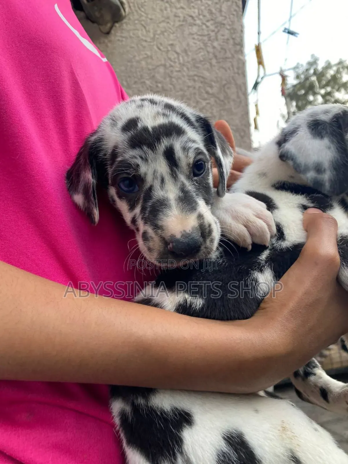 1-3 months Male Purebred Great Dane