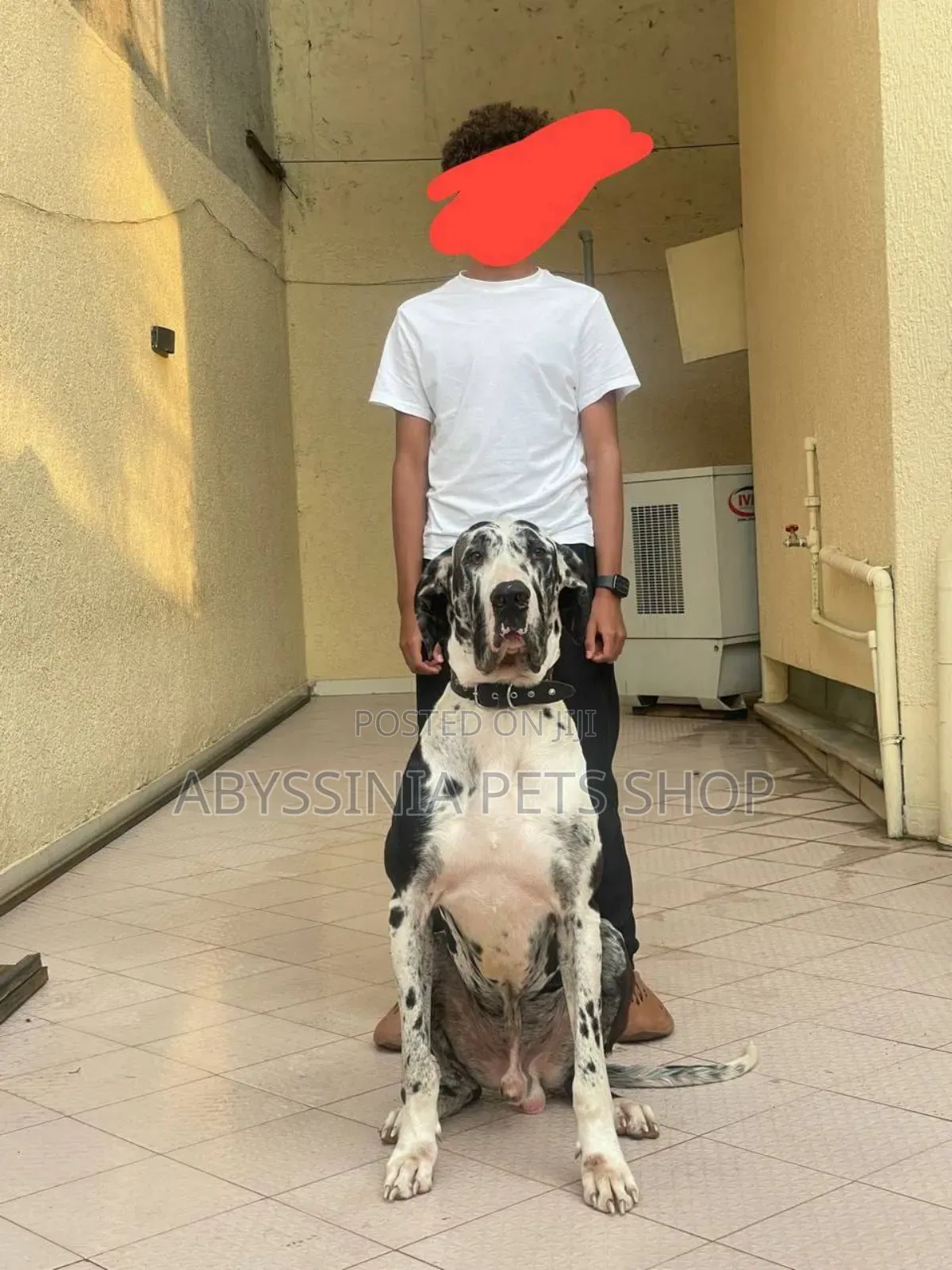 1-3 months Male Purebred Great Dane