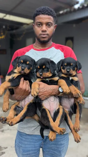 Photo - 1-3 months Female Purebred Rottweiler