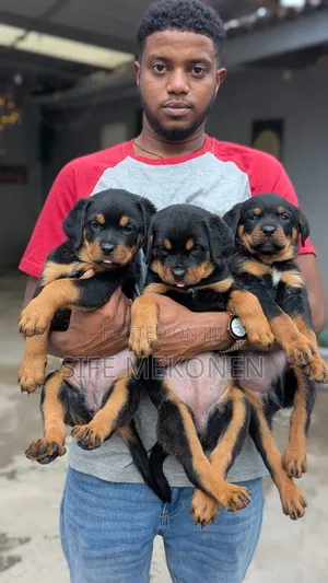 1-3 months Female Purebred Rottweiler