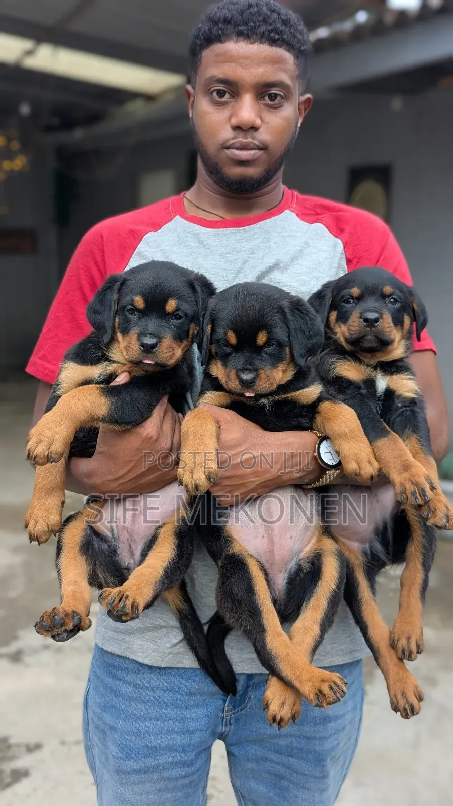 1-3 months Female Purebred Rottweiler