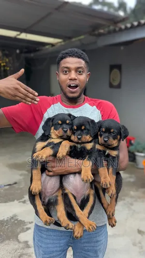 Photo - 1-3 months Female Purebred Rottweiler