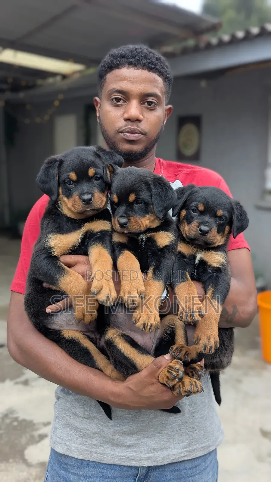 1-3 months Female Purebred Rottweiler