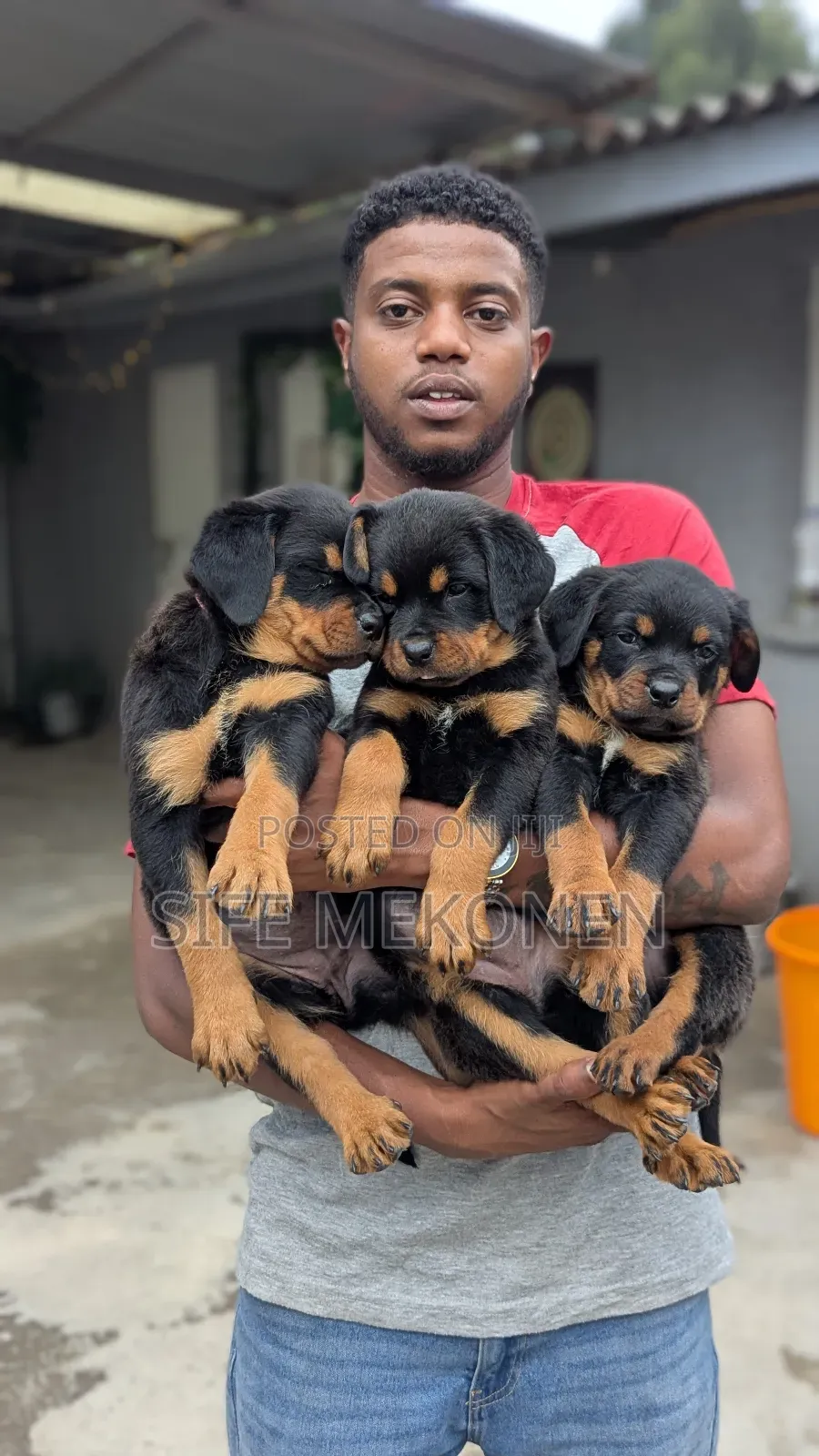 1-3 months Female Purebred Rottweiler