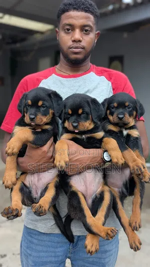 Photo - 1-3 months Male Purebred Rottweiler
