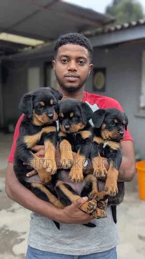 1-3 months Male Purebred Rottweiler