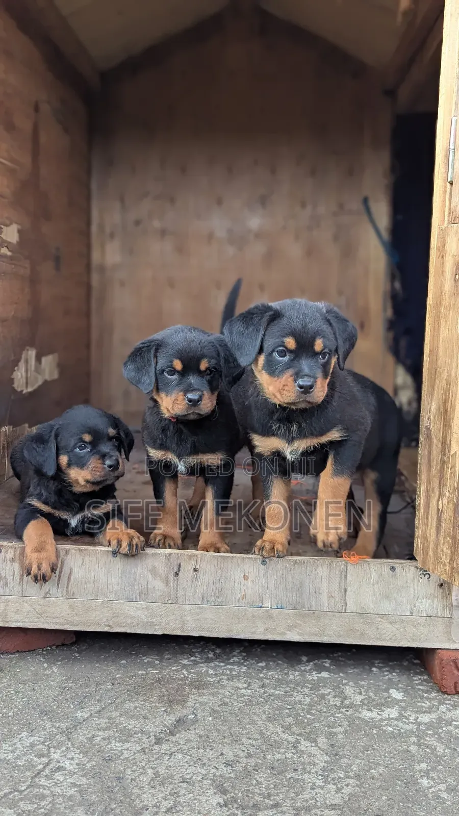 1-3 months Male Purebred Rottweiler
